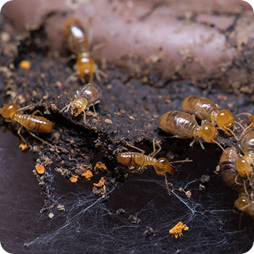 cockroach pest control service