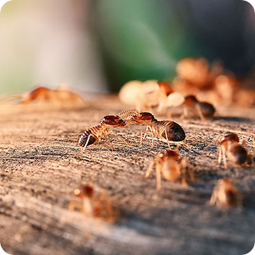 cockroach treatment process